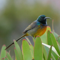 Orange-breasted Sunbird